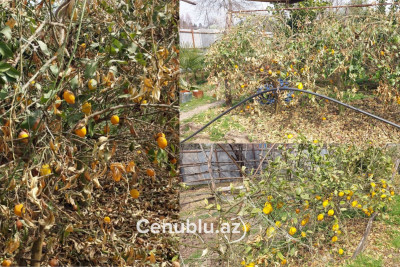 Astarada şaxta sitrus bağlarına ciddi ziyan vurub - VİDE0