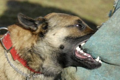 Cəlilabadda sahibsiz itlər meydan sulayır - Heç kimin vecinə də deyil - VİDEO