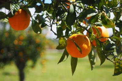 Azərbaycanda sitrus bağlarının sığortalanmasına başlanılıb