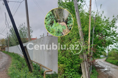 Lənkəranlılar təhlükəli dirəklər haqda: “Gözləyirlər ki, bədbəxt hadisə baş versin?”