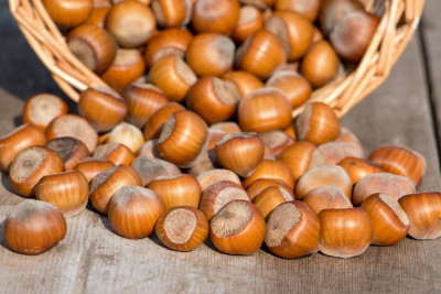 Cənub bölgəsində bazarlardan yoxa çıxan yerli fındıq - Məhsuldarlıq niyə azalır?