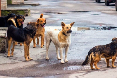 Lənkəranda bitməyən sahibsiz it problemi - ŞİKAYƏT + VİDEO 