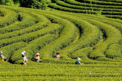 Çay: Cənubun yaşıl mirvarisi