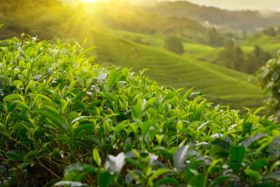 Astaranın çay plantasiyalarında mövsümün ilk yığımına start verilib