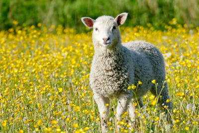 Qurbanlıq heyvanların satışı məntəqələrinin SİYAHISI