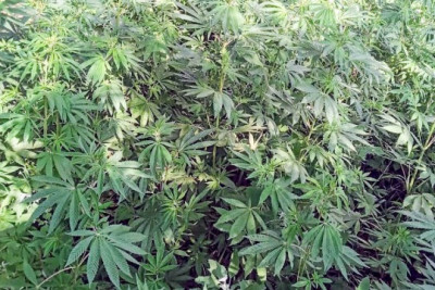 Lerikdə narkotik tərkibli bitkilər yetişdirən şəxs saxlanılıb