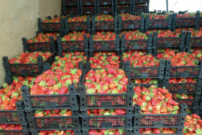 Cəlilabad malına ərəb ölkələrindən tələblər var