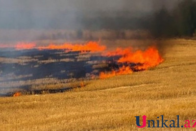 Cəlilabadda buğda sahəsi yandı