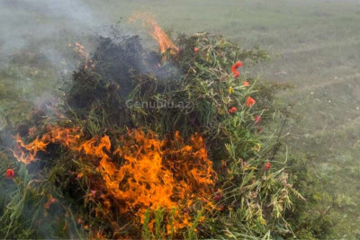 Lerikdə çətənə kolu məhv edilib