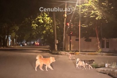 Sahibsiz itlər qəza təhlükəsi yaratdı – ŞİKAYƏT