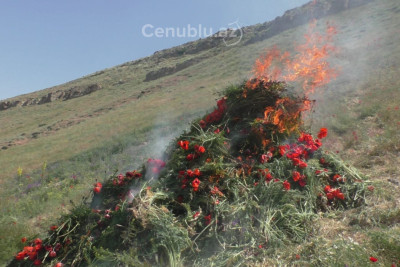 Yardımlıda 1,5 ton xaş-xaş məhv edilib