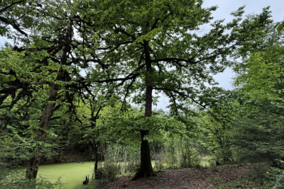 Lənkəran təbiətinin gözəli – Xanbulan gölü
