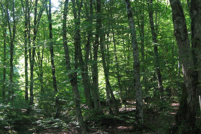 55 yaşlı kişi Lənkəran meşələrində İTİB