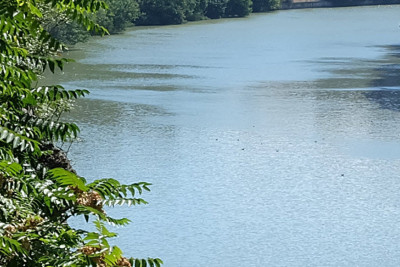 Leysan yağışları Lənkərançayı “dirçəldib”