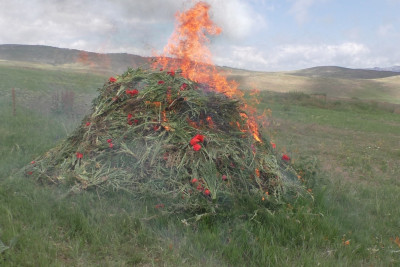 Yardımlıda xaş-xaş kolları məhv edilib