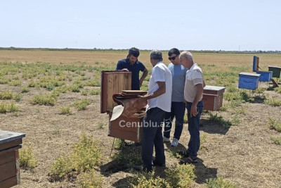 Masallıda arı ailələri zəhər vasitəsilə məhv edilib - İDDİA