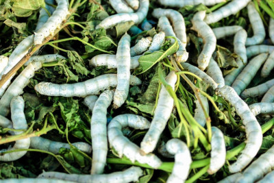 Masallıda barama tədarükü yekunlaşdı