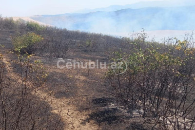 Cəlilabadda meşə yanır