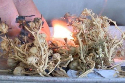 Başqa ölkələrə ÜZƏRLİK aparmayın - XƏBƏRDARLIQ