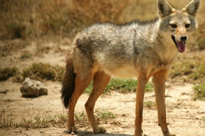 Cəlilabadlı qadın çaqqalı əlləri ilə öldürdü - VİDEO