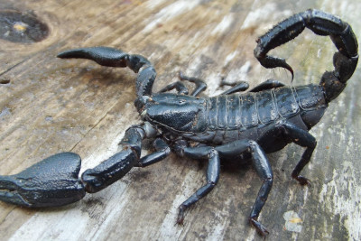 Azərbaycanda bu zəhərli heyvanın kütləvi SATIŞI BAŞLADI – Biri 15 manatdır…