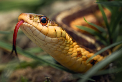 Ötən ay 20 nəfəri ilan sancıb