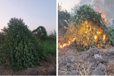 Sabirabadda yabanı halda bitən çətənə bitkiləri məhv edilib