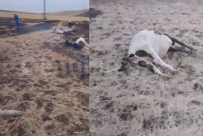 Cəlilabadda 10-a yaxın mal-qaranı cərəyan vuraraq öldürüb