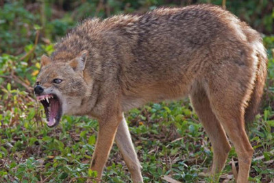 Vəhşi heyvan Cəlilabad sakinlərinə hücum edib