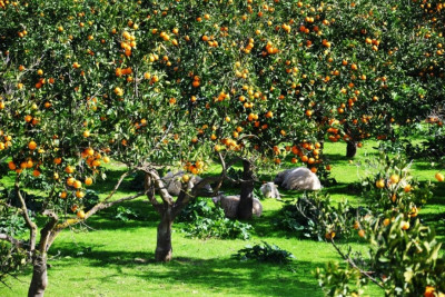 Cənub bağlarına 11 600 manat dəstək