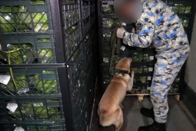 İrandan Rusiyaya kahı aparan TIR-da marixuana aşkarlandı - VİDEO