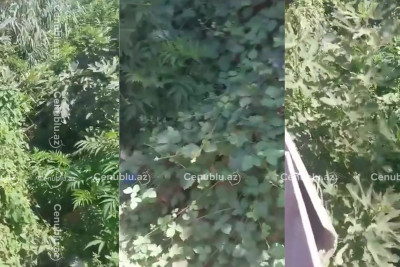 Lənkəranda kanal üfunət saçır - VİDEO