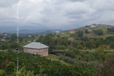 Astaranın qəsəbəsində elektrik xətləri budaqlara bərkidilib - VİDEO