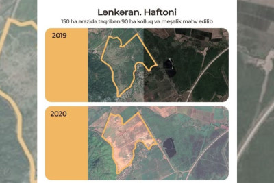 “Asfalt Raqib” meşənin 100 hektarını geri qaytaracaq