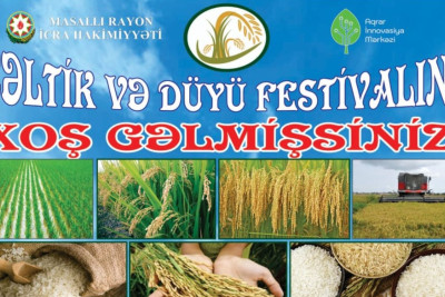 Masallıda “Çəltik və Düyü festivalı” keçiriləcək