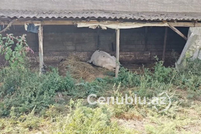 Cəlilabadın Uzuntəpə kəndində heyvanda quduzluq aşkarlanıb - VİDEO