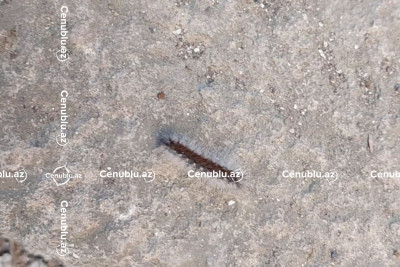 Lənkəranda binaya zərərvericilər daraşıb