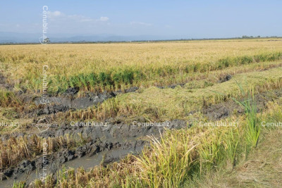 Lənkəranda 60 hektar çəltik sahəsini sel məhv etdi