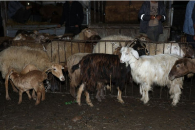 Bu gündən heyvan bazarları bağlanır