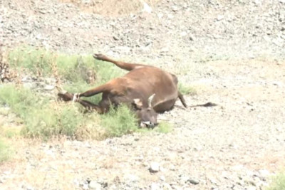 Azərbaycanda mal-qara arasında ölümcül xəstəlik yayılıb? – RƏSMİ AÇIQLAMA