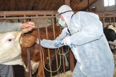 Dabaq xəstəliyi sürətlə yayılır – “mal bazarları” bağlanacaqmı?