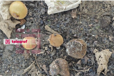 Kivi bol olsa da, alıcısı yoxdur - Fermerlər həyəcan təbili çalır