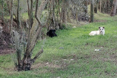 Cəlilabadda sahibsiz itlər məktəbliyə hücum etdi