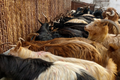 Keçi üstündə qonşusunu döydü, 1000 manat cərimələndi