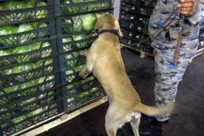 Biləsuvarda ƏMƏLİYYAT: Kahı yükünün arasında külli miqdarda narkotik aşkarlandı