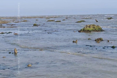 Lənkəranda Xəzərin dibindən “itmiş meşə” üzə çıxdı