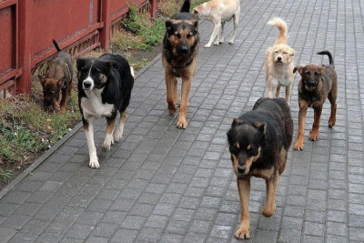 Lənkəranda parkda təhlükəli it sürüsü