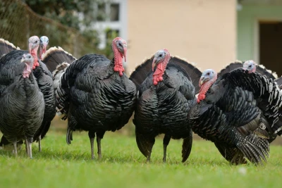 Hind quşu əti sağlamlıq üçün çox FAYDALIDIR