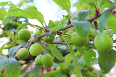 Cənubda nadir hadisə: Ağac ikinci dəfə bar verdi