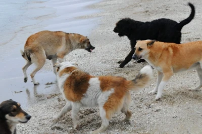 Lənkəranın mərkəzində sahibsiz it problemi böyüyür